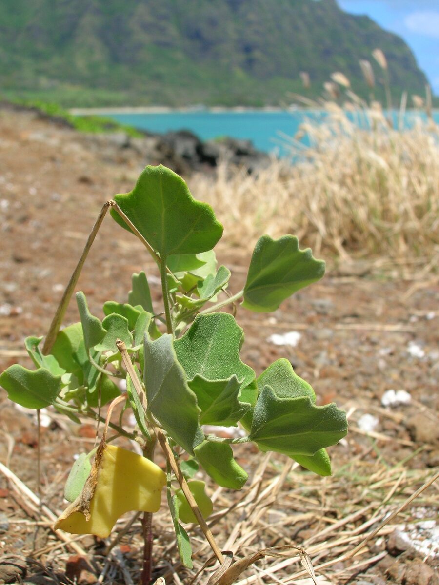 Chenopodium oahuense