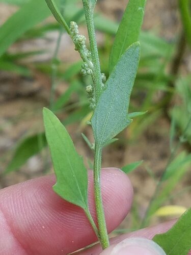 Chenopodium pratericola (Desert Goosefoot) — photo