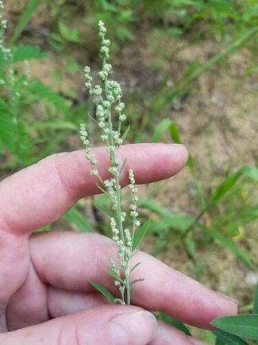 Chenopodium pratericola (Desert Goosefoot) — photo
