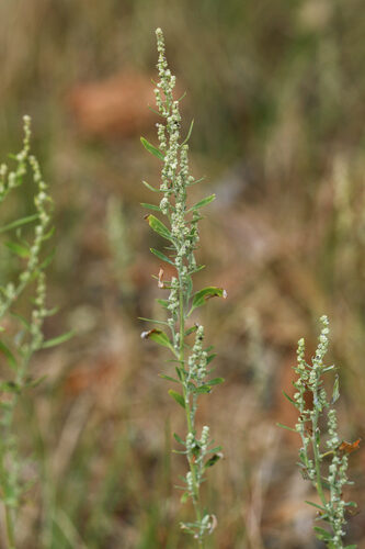 Chenopodium pratericola