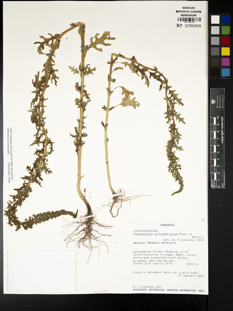 Chenopodium schraderianum — photo