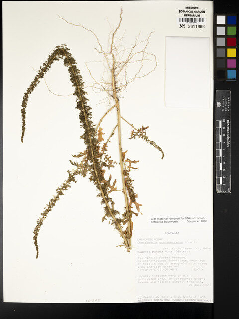 Chenopodium schraderianum — photo