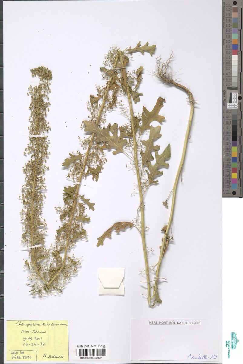 Chenopodium schraderianum