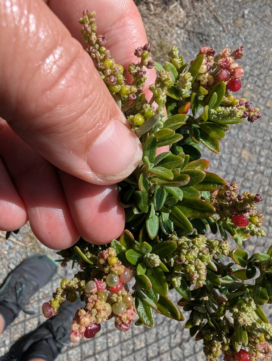 Chenopodium spp. (Perennial quinoa) — photo