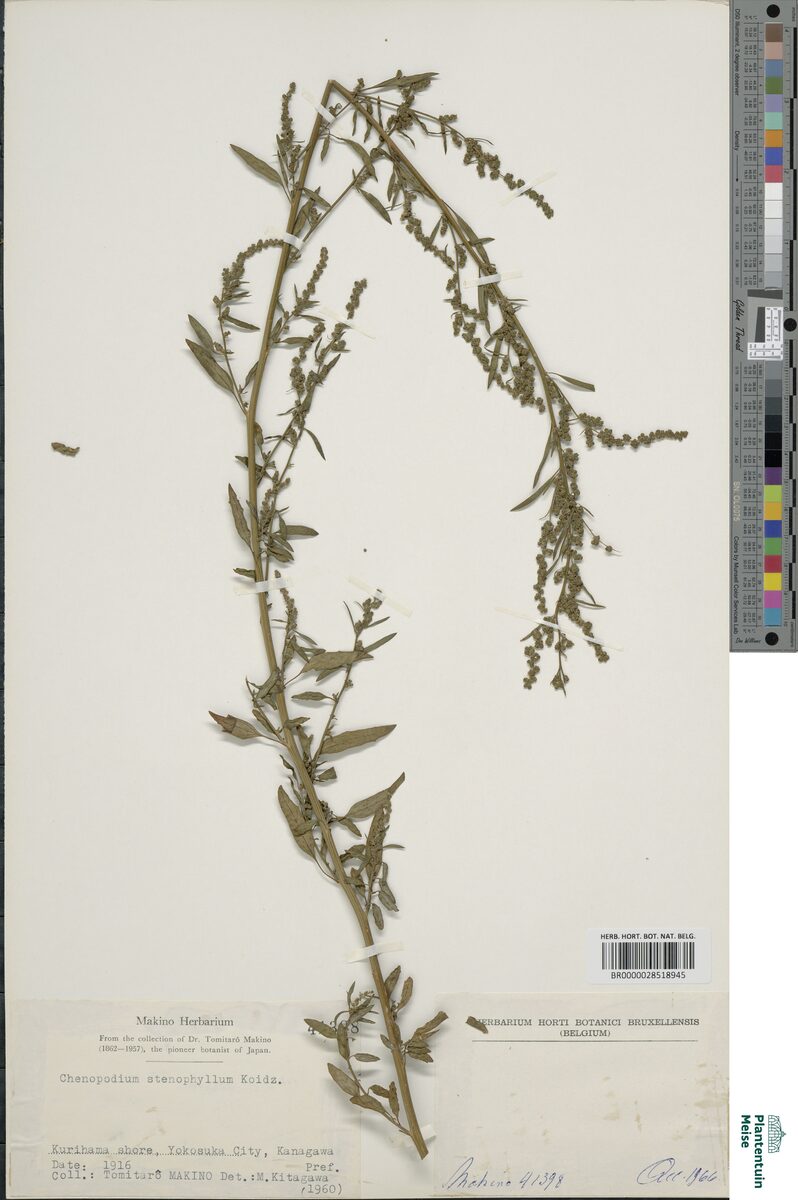 Chenopodium stenophyllum — photo