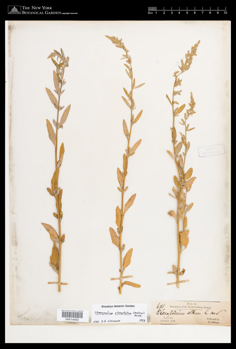 Chenopodium stenophyllum — photo