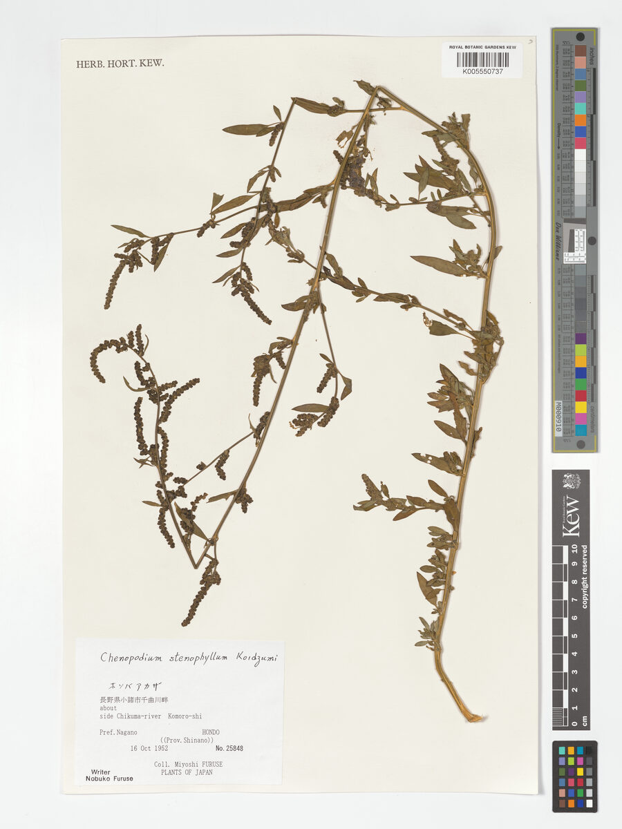 Chenopodium stenophyllum