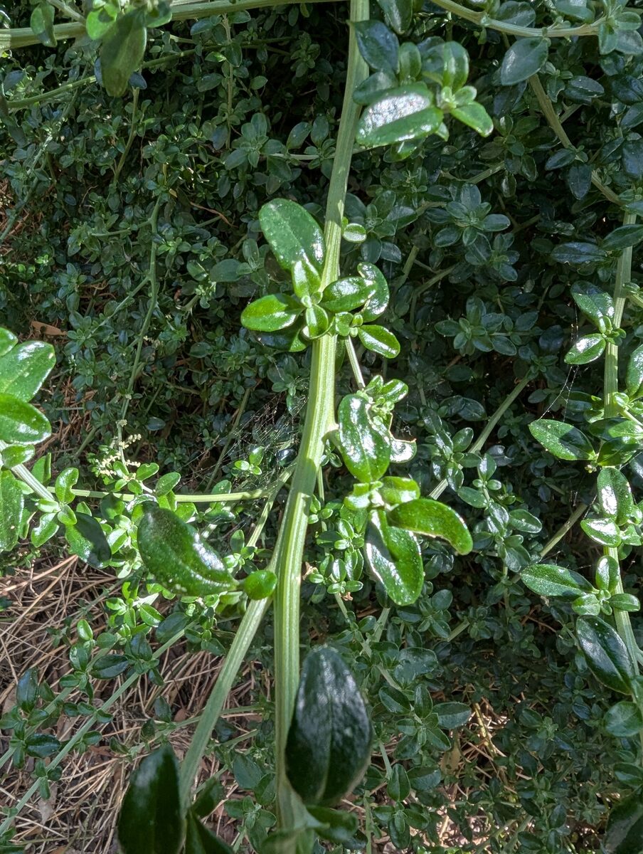 Chenopodium virgatum — photo