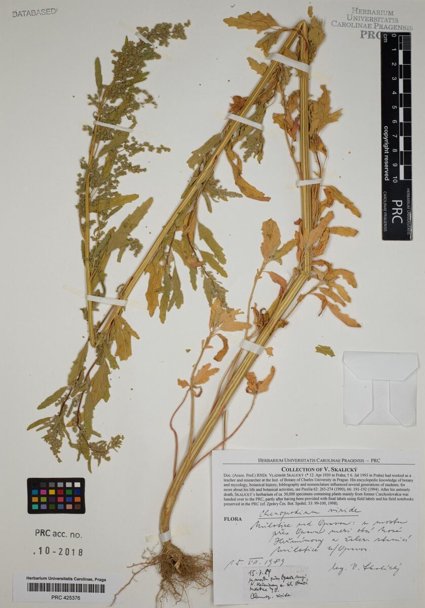 Chenopodium viride (White Goosefoot) — photo