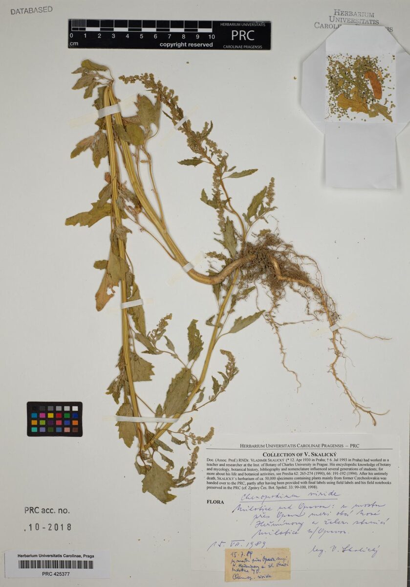 Chenopodium viride