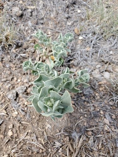 Chenopodium watsonii