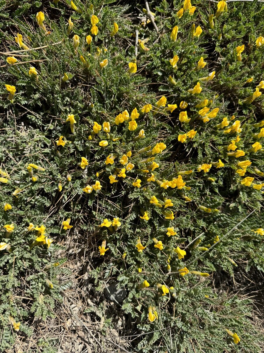 Chesneya nubigena - (D.Don.)Ali.