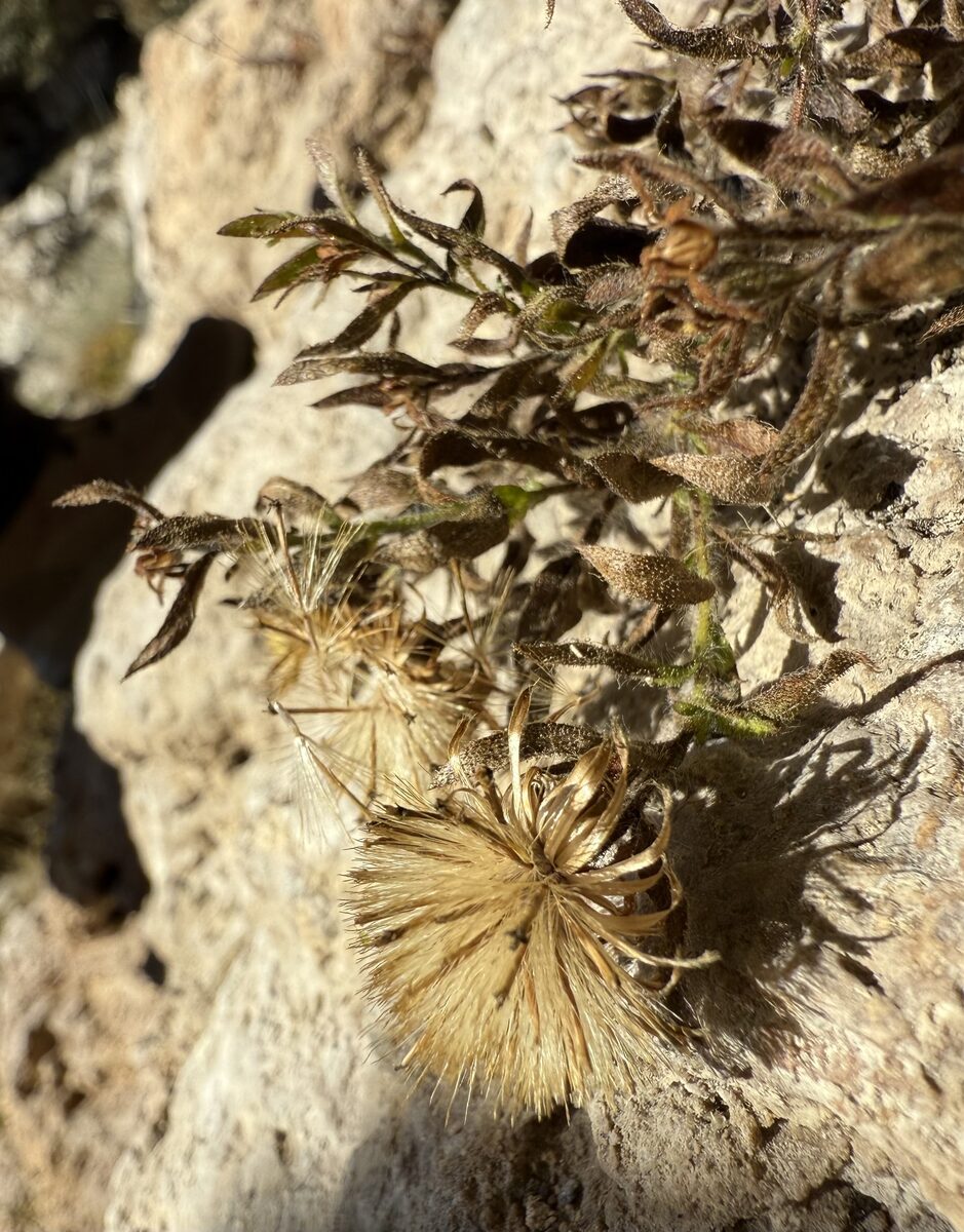 Chiliadenus glutinosus - (L.) Fourr. (Rock tea) — photo
