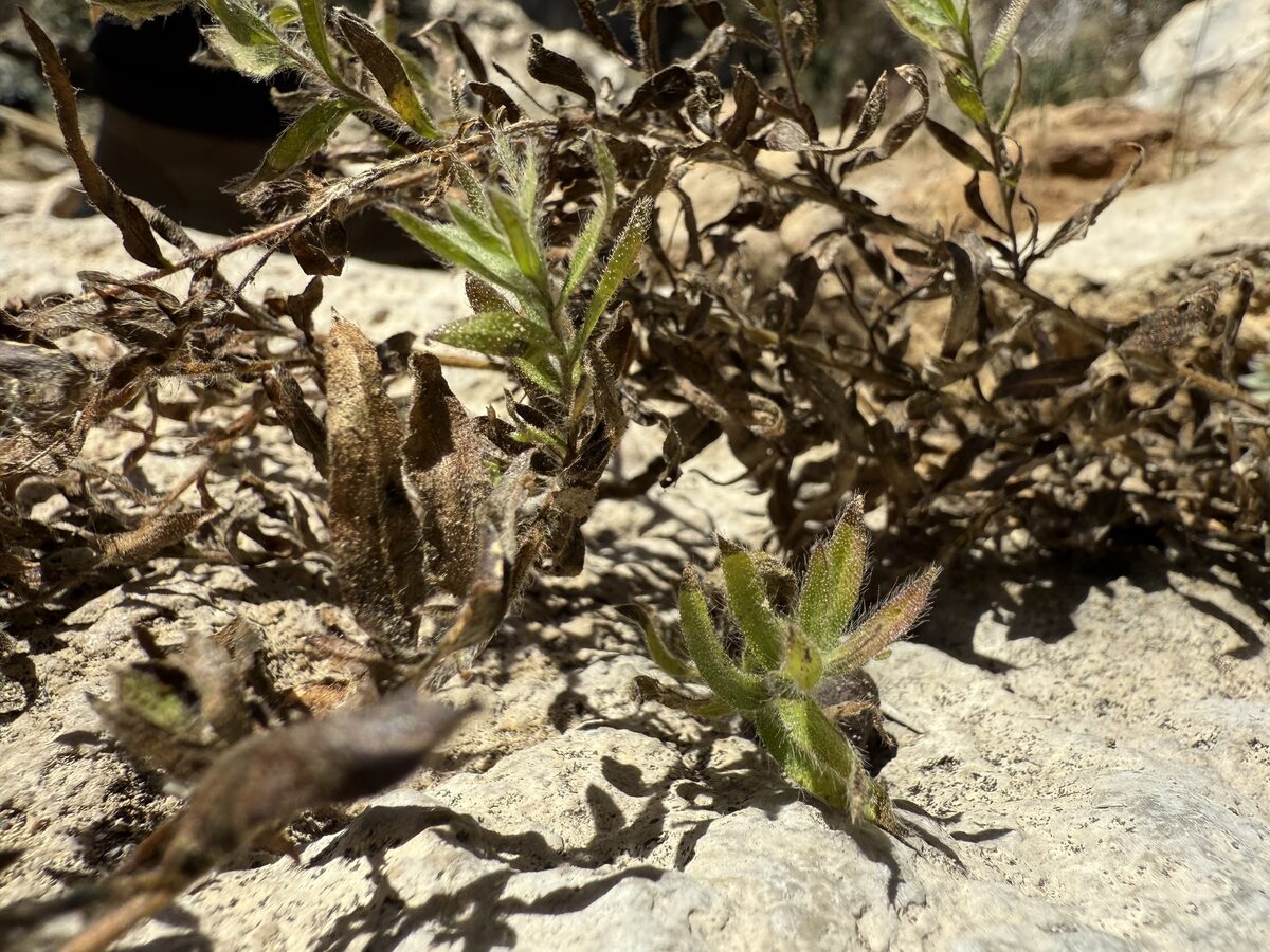 Chiliadenus glutinosus - (L.) Fourr. (Rock tea) — photo