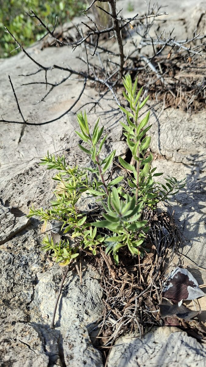 Chiliadenus glutinosus - (L.) Fourr.