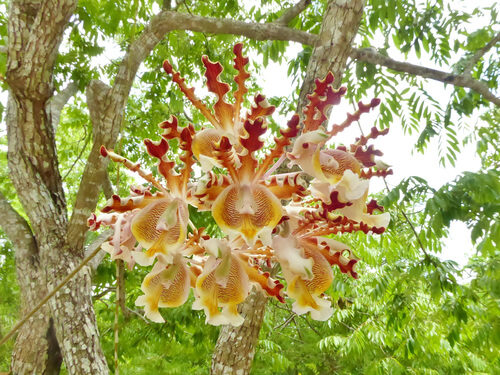 Chiloglottis formicifera (Ant orchid) — photo