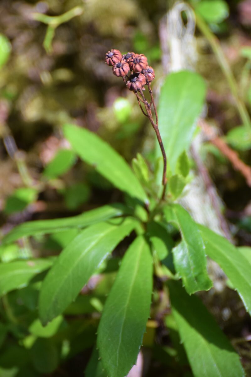 Chimaphila umbellata ssp. acuta (Pipsissewa) — photo