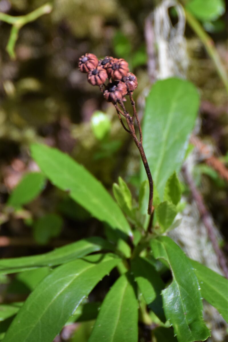 Chimaphila umbellata ssp. acuta (Pipsissewa) — photo