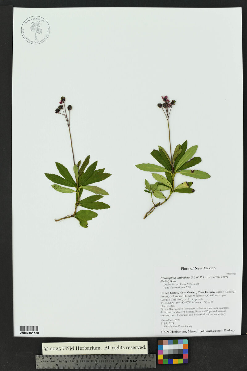 Chimaphila umbellata ssp. acuta