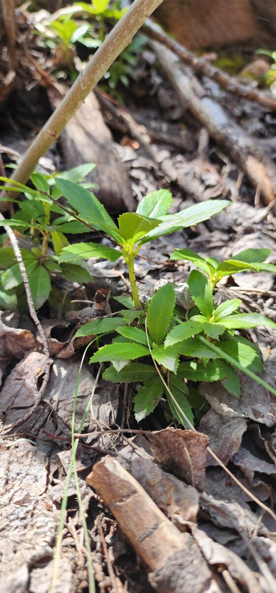Chimaphila umbellata ssp. occidentalis (Pipsissewa) — photo