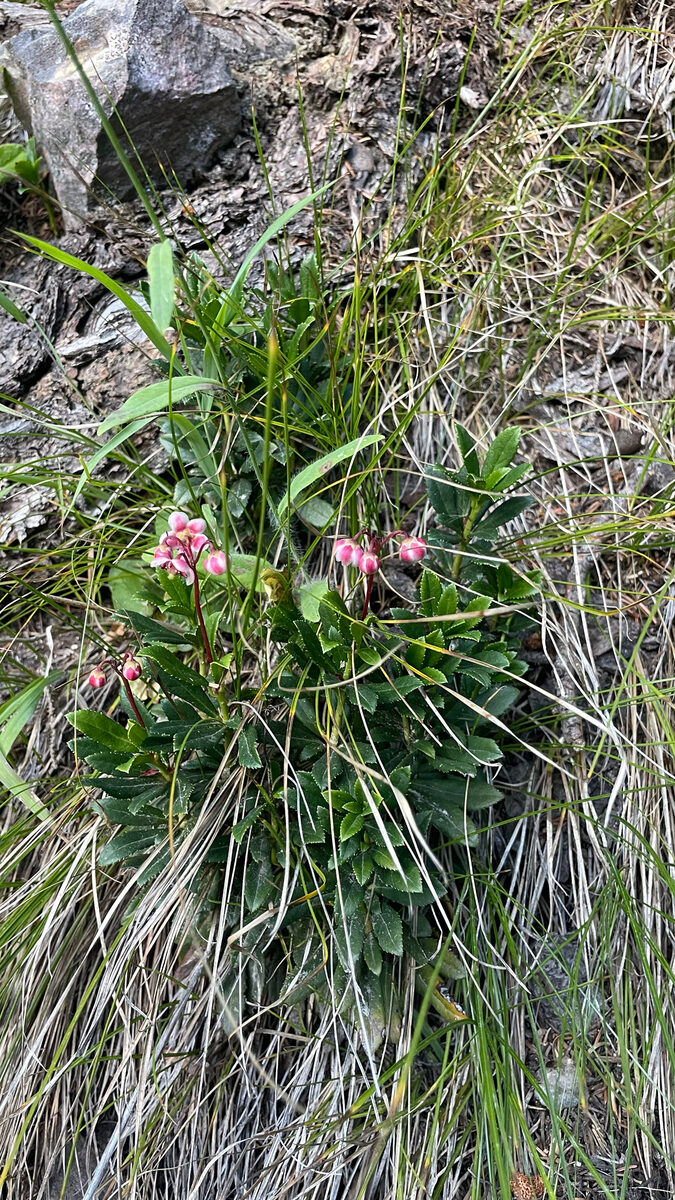 Chimaphila umbellata ssp. occidentalis (Pipsissewa) — photo