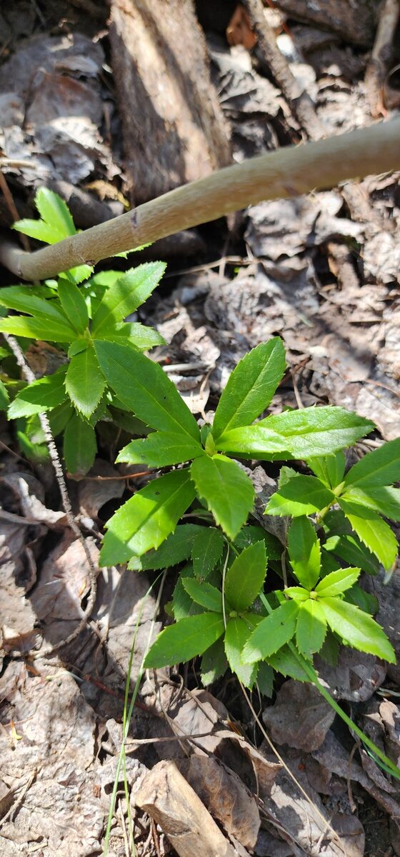 Chimaphila umbellata ssp. occidentalis