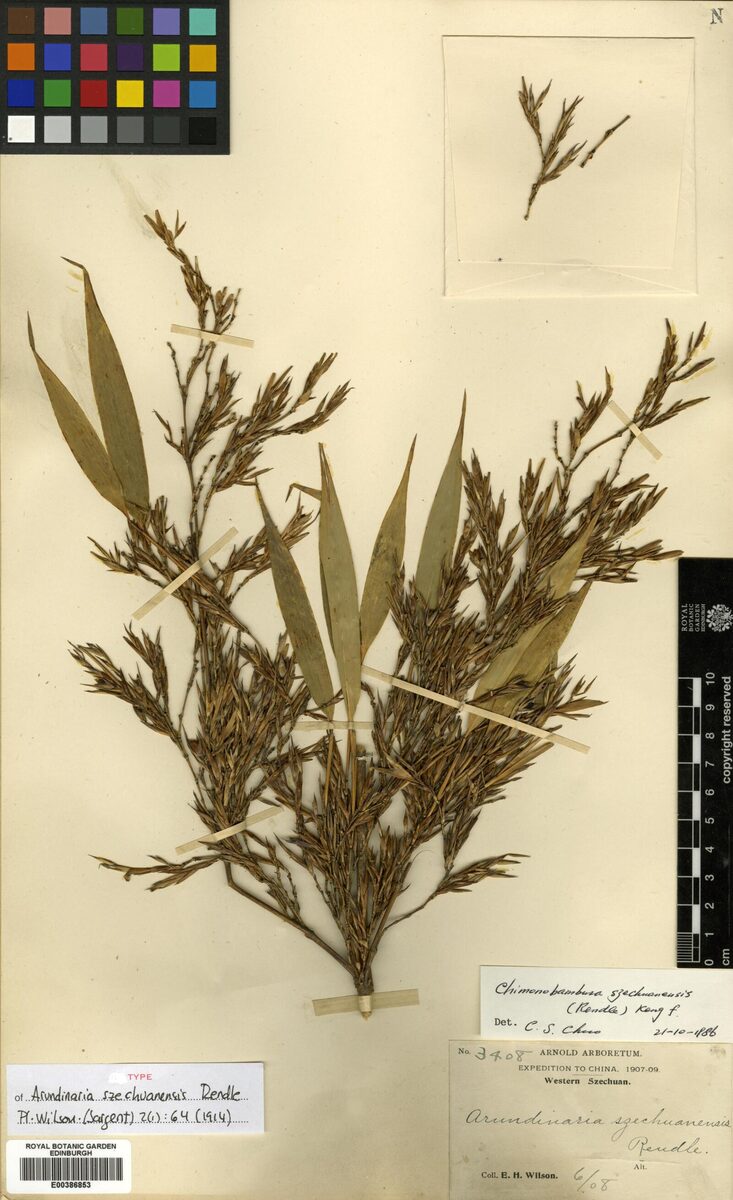 Chimonobambusa purpurea
