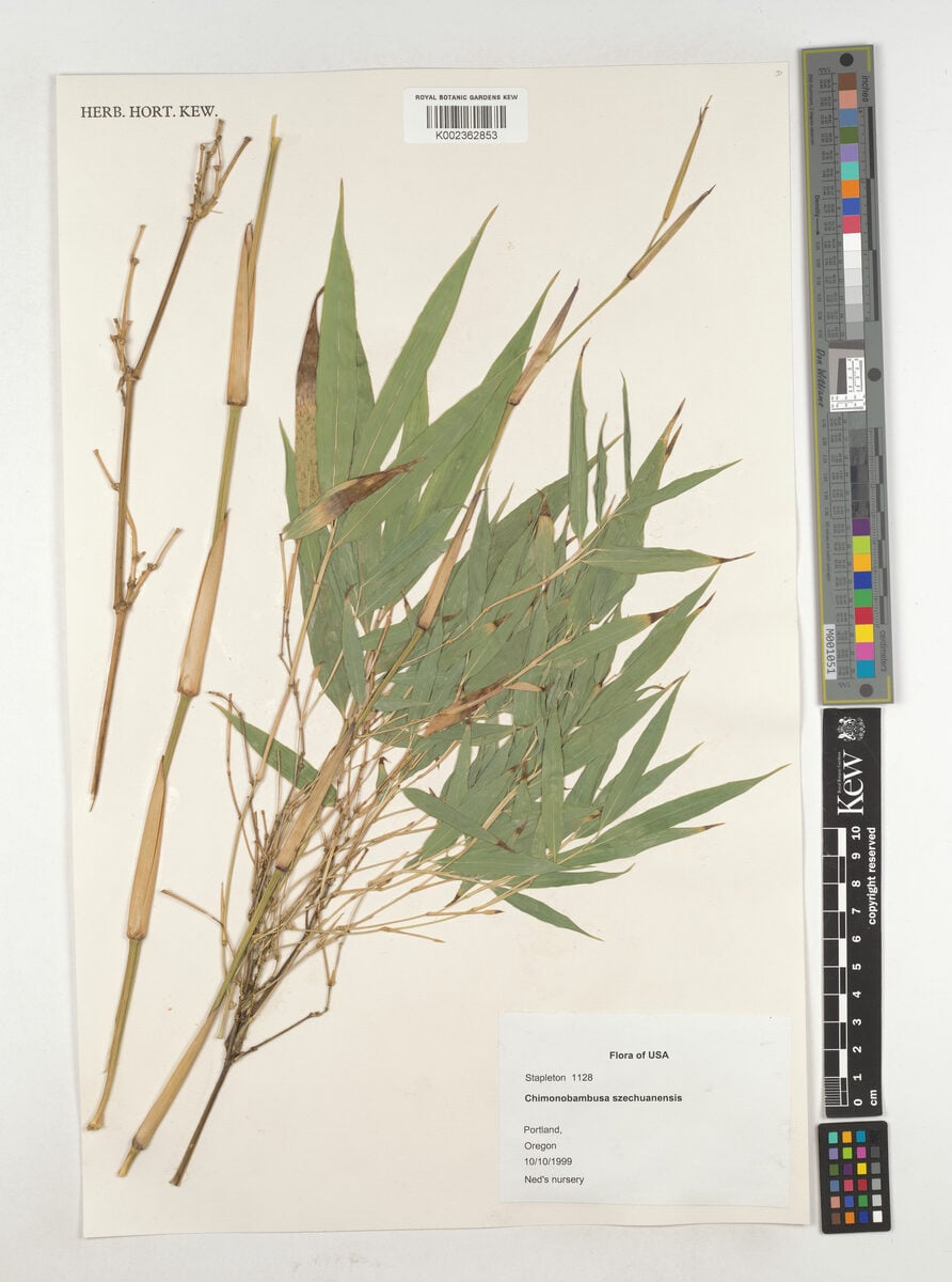 Chimonobambusa szechuanensis - (Rendle.)Keng.f.