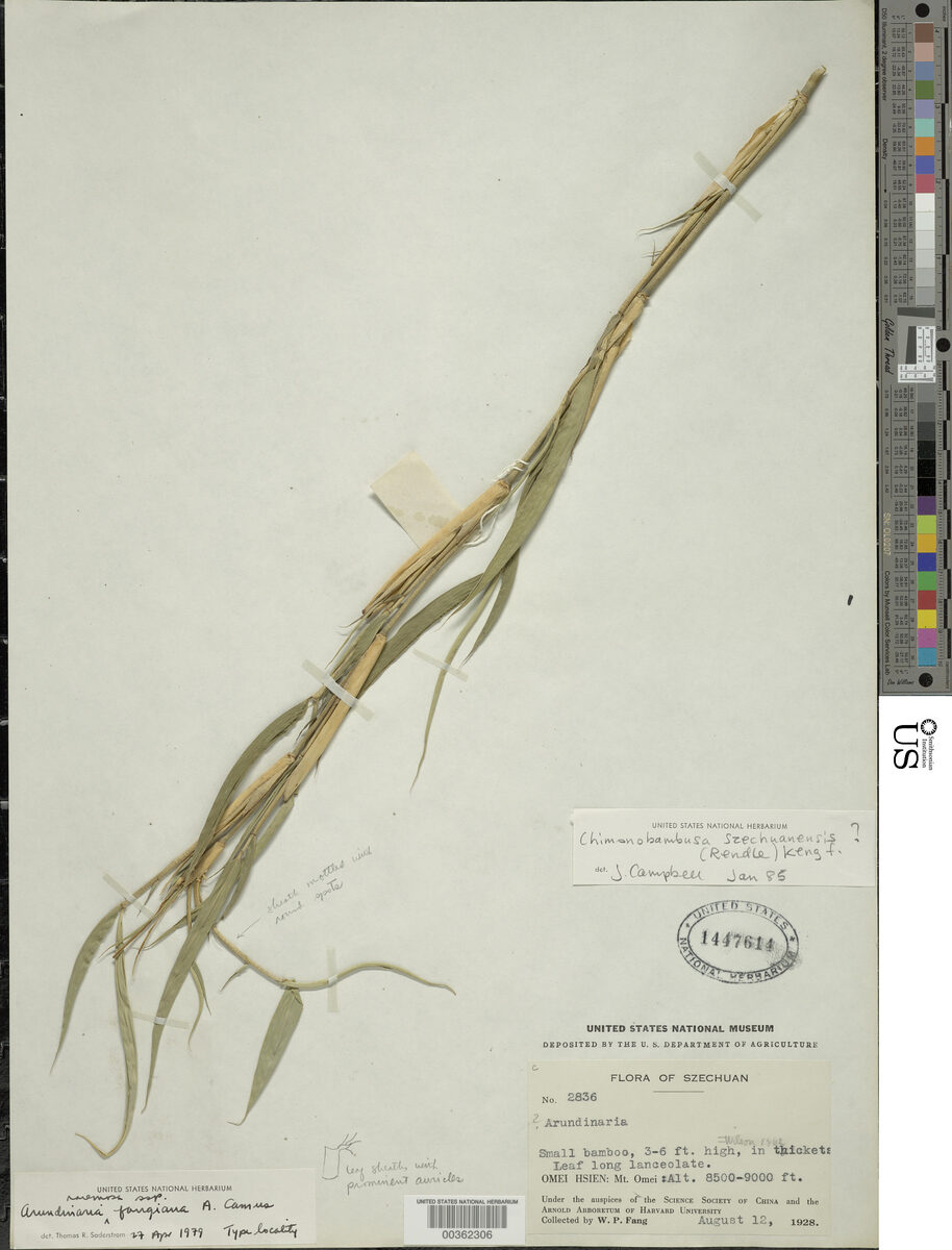 Chimonobambusa szechuanensis - (Rendle.)Keng.f. — photo