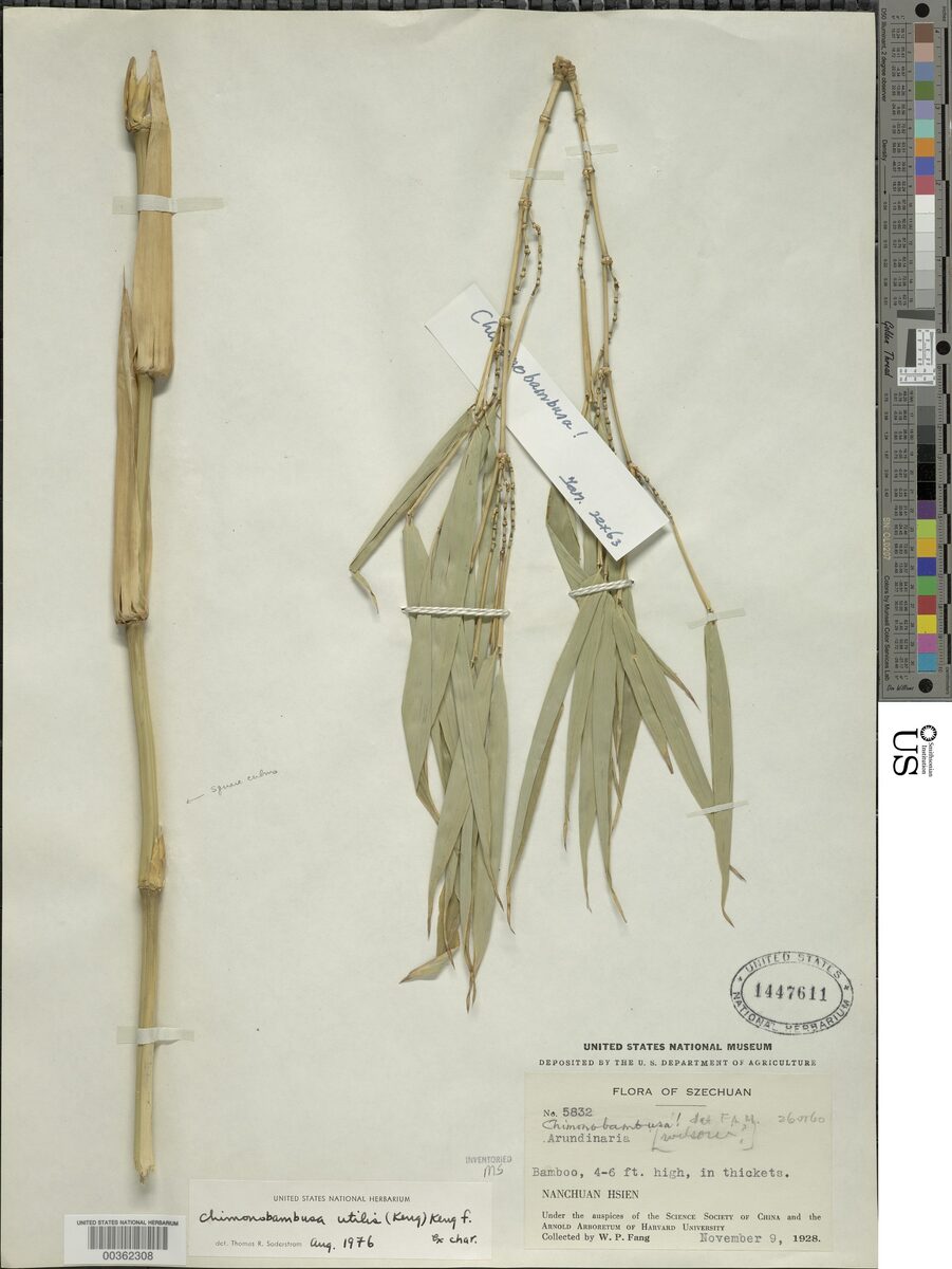 Chimonobambusa utilis (Jinfoshan square bamboo) — photo