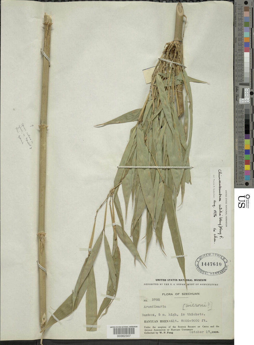 Chimonobambusa utilis