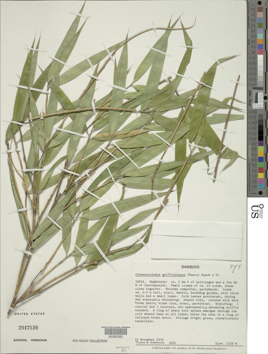 Chimonocalamus griffithianus — photo