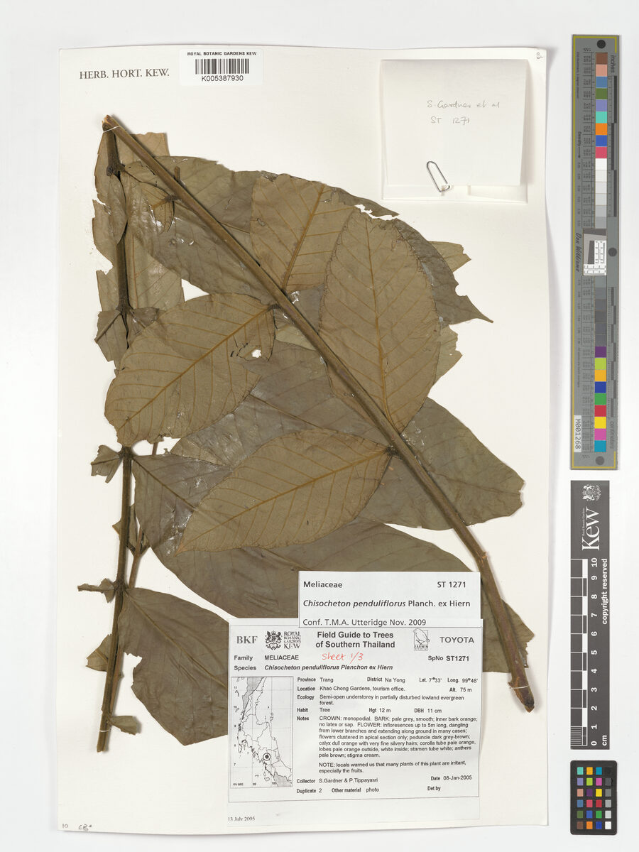 Chisocheton penduliflorus — photo