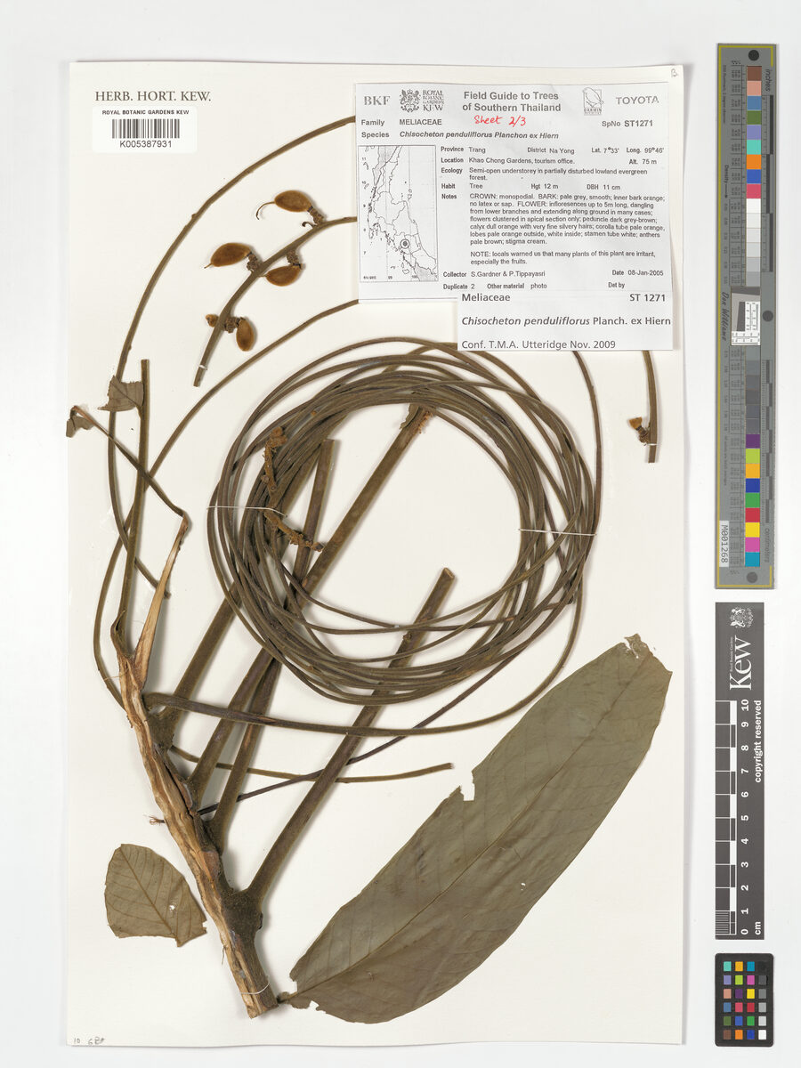 Chisocheton penduliflorus — photo
