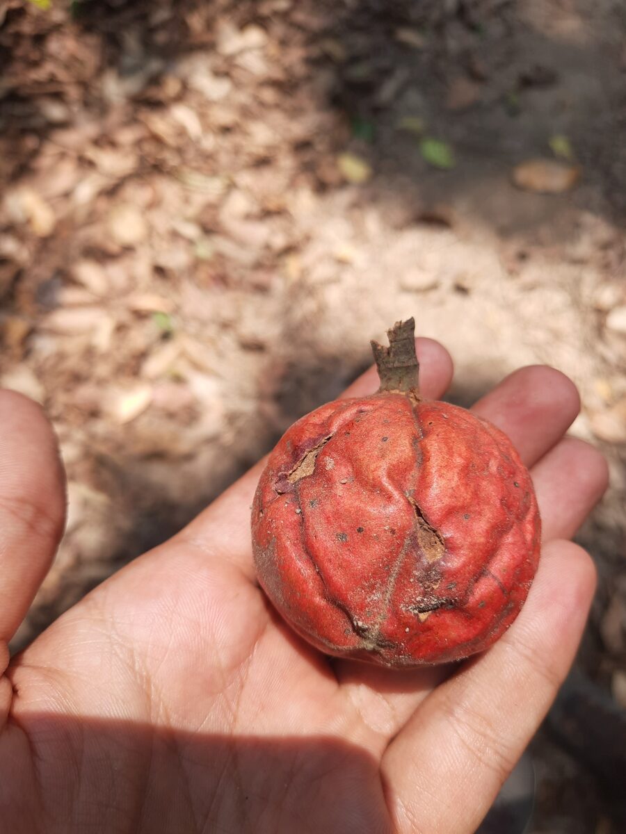 Chisocheton sp. — photo