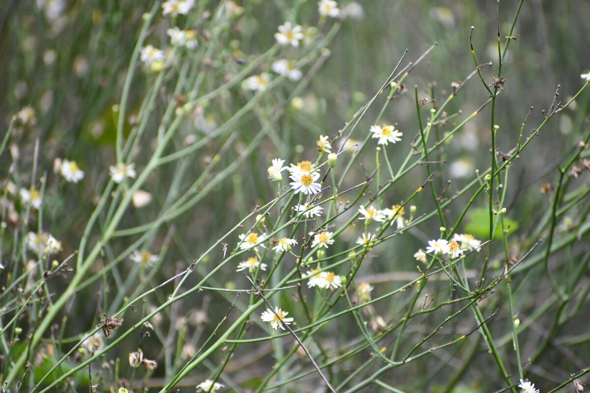 Chloracantha spinosa - (Benth.) G.L.Nesom (Spiny Aster) — photo