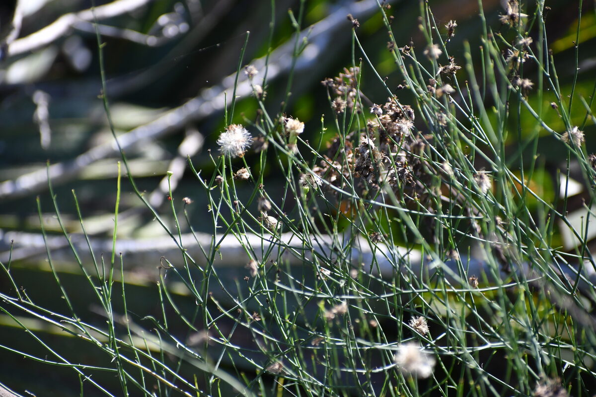 Chloracantha spinosa - (Benth.) G.L.Nesom