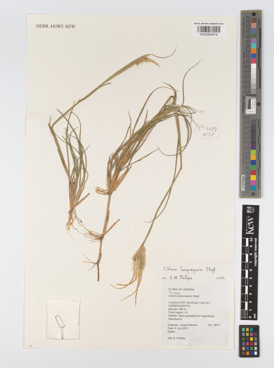 Chloris lamproparia
