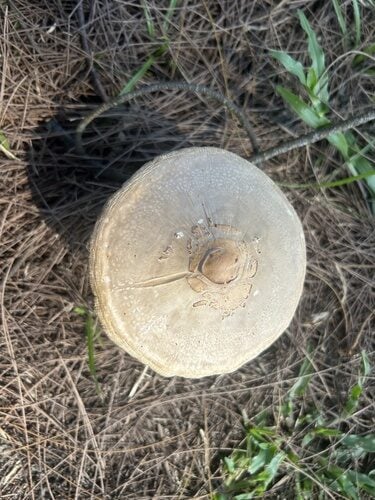 Chlorophyllum palaeotropicum
