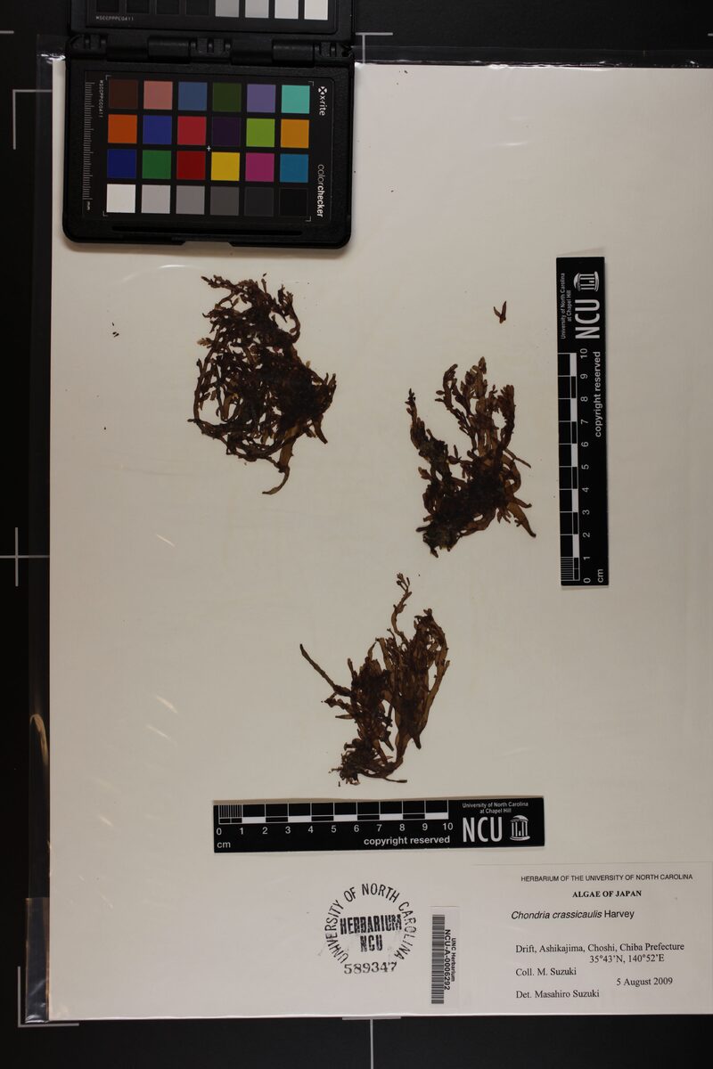 Chondria crassicaulis — photo