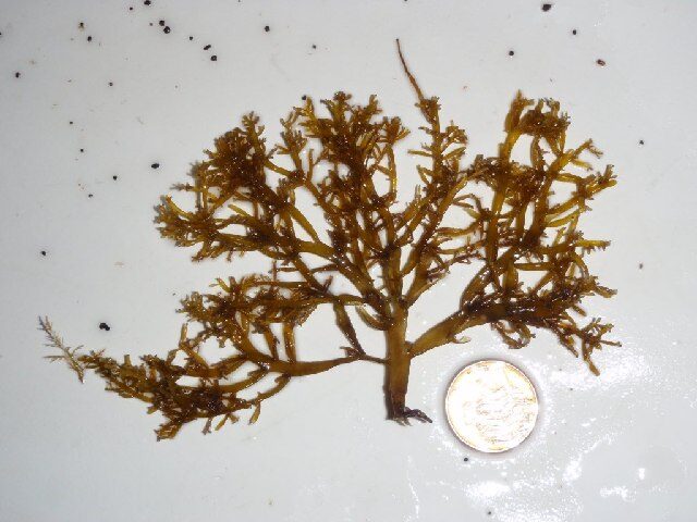 Chondria crassicaulis
