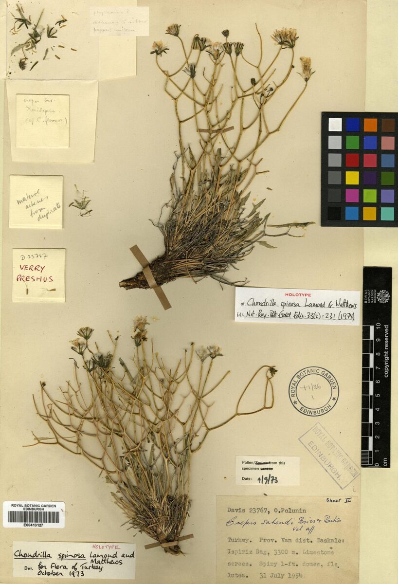 Chondrilla spinosa — photo