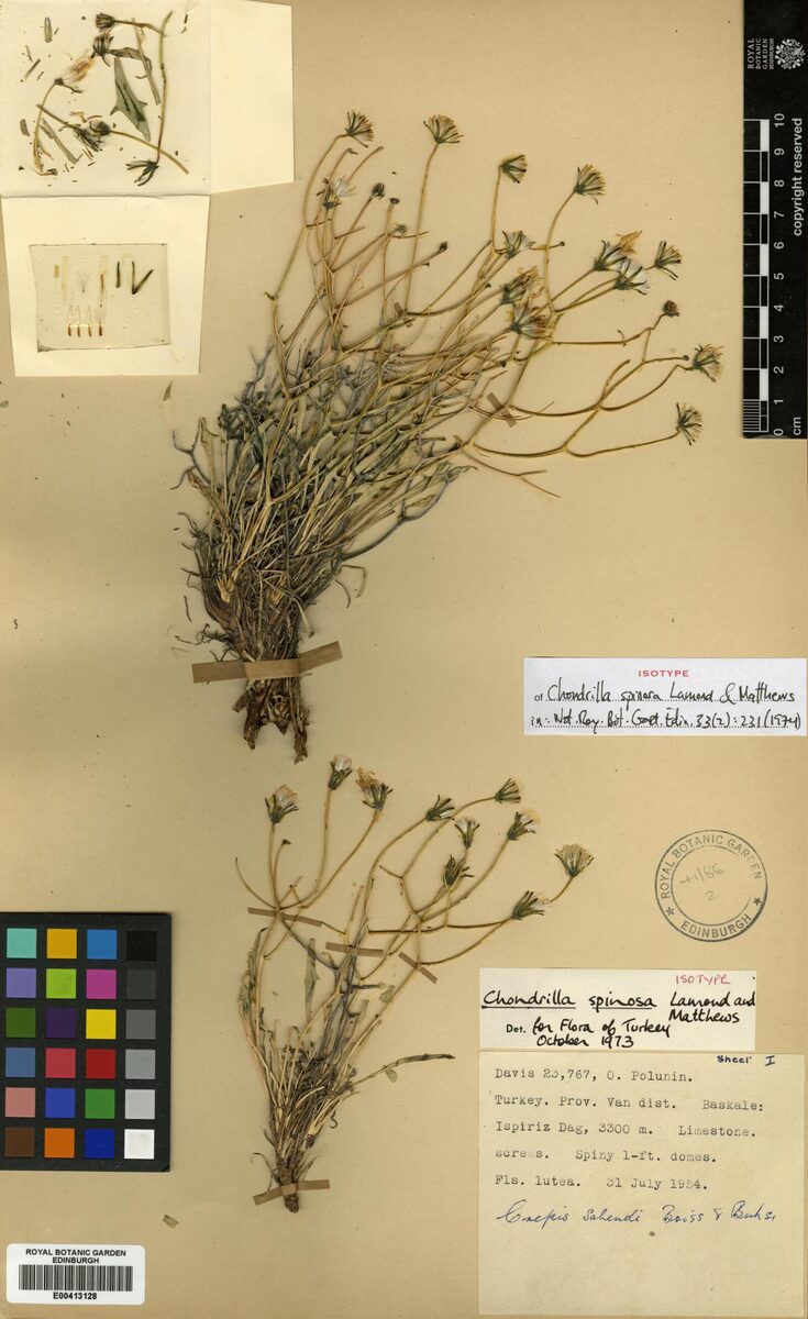 Chondrilla spinosa
