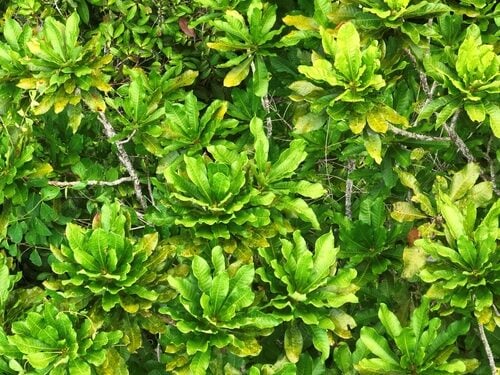 Chromolucuma rubriflora (Redflower chromolucuma) — photo
