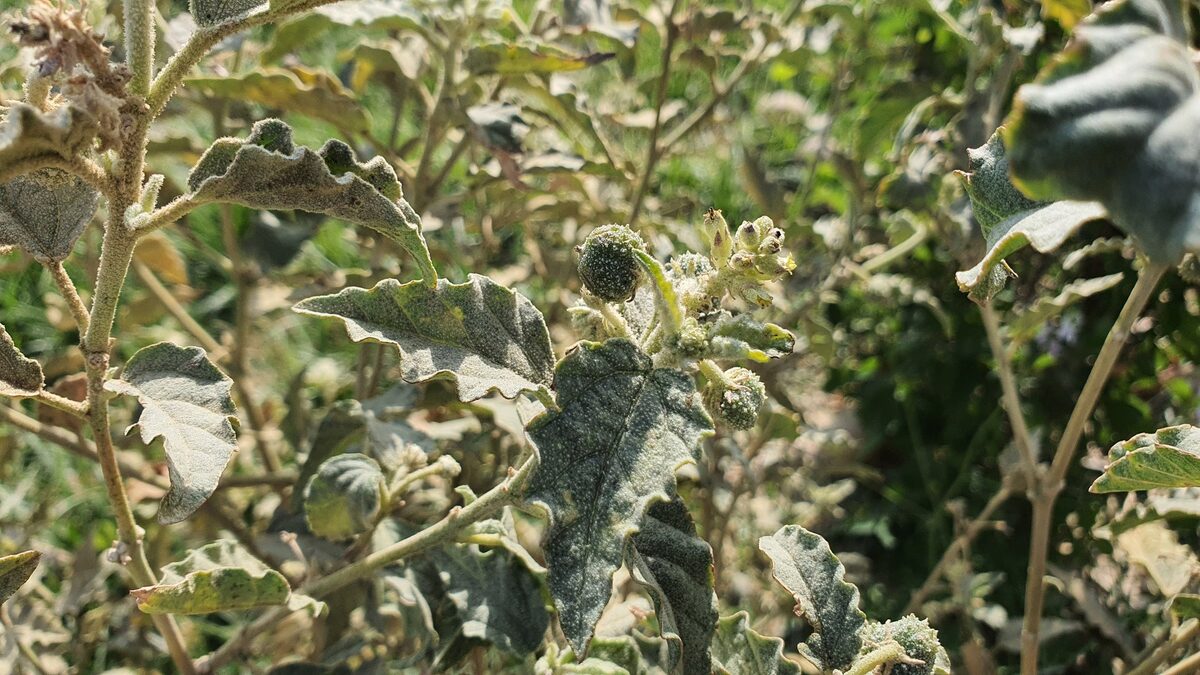 Chrozophora obliqua - (Vahl.)A.Juss. — photo