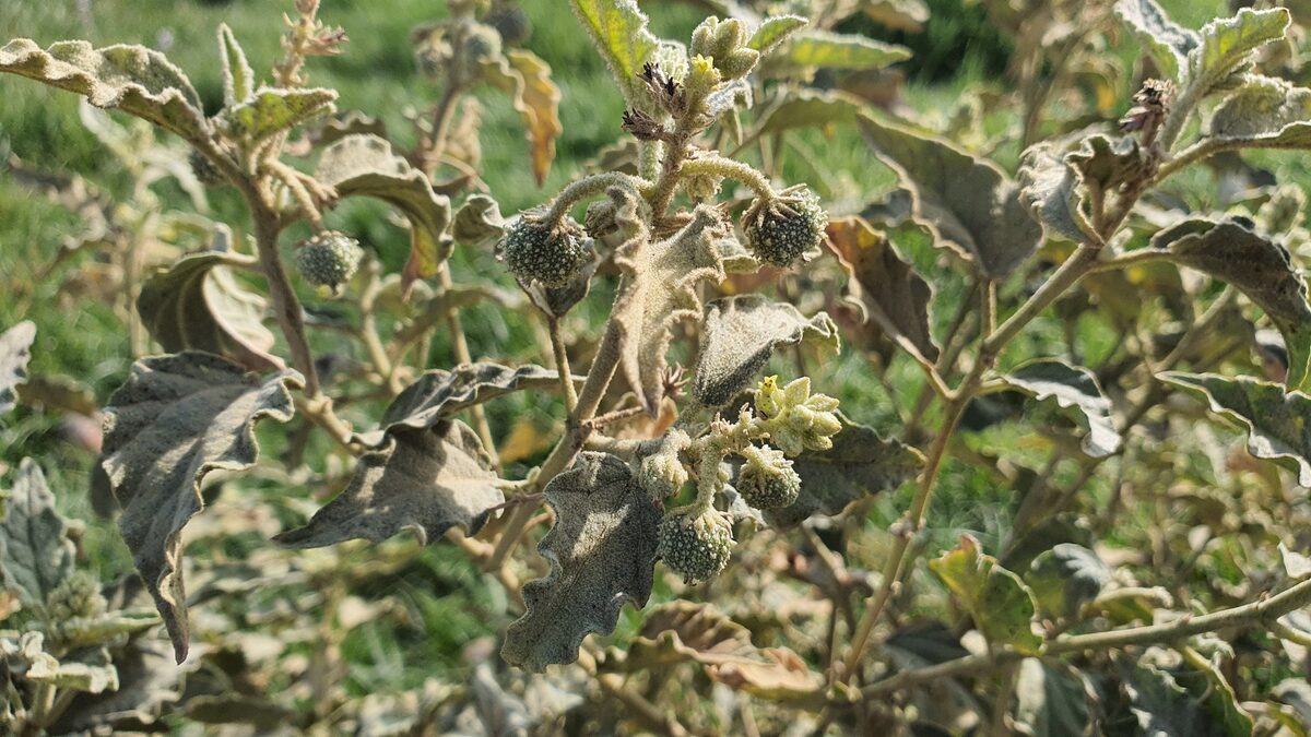 Chrozophora obliqua - (Vahl.)A.Juss. — photo