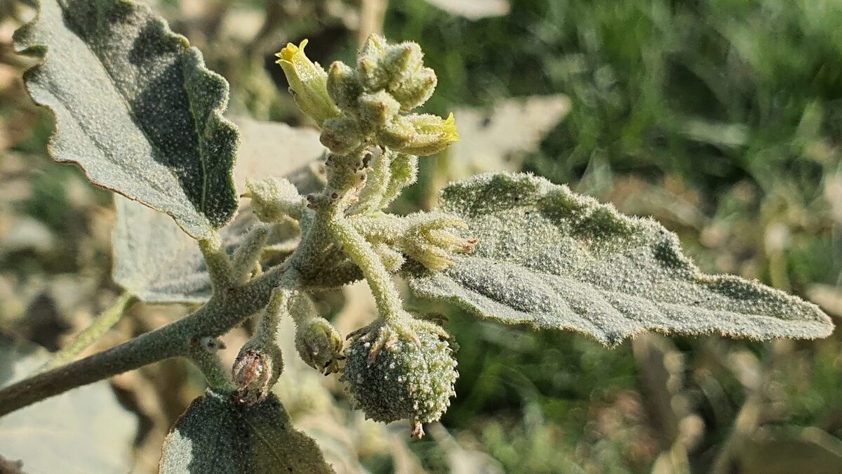 Chrozophora obliqua - (Vahl.)A.Juss.