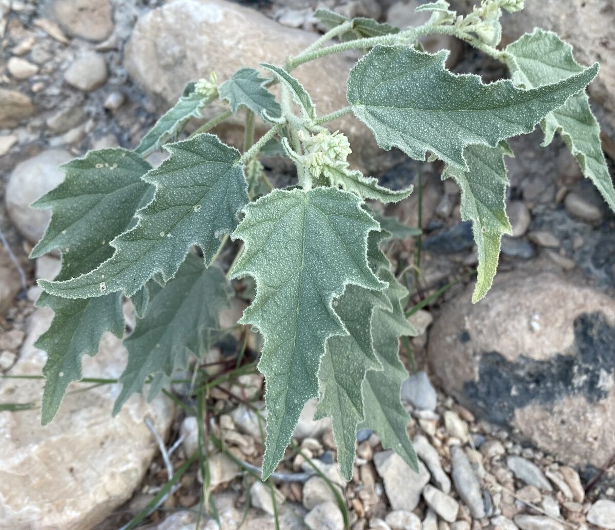 Chrozophora tinctoria - (L.)A.Juss.