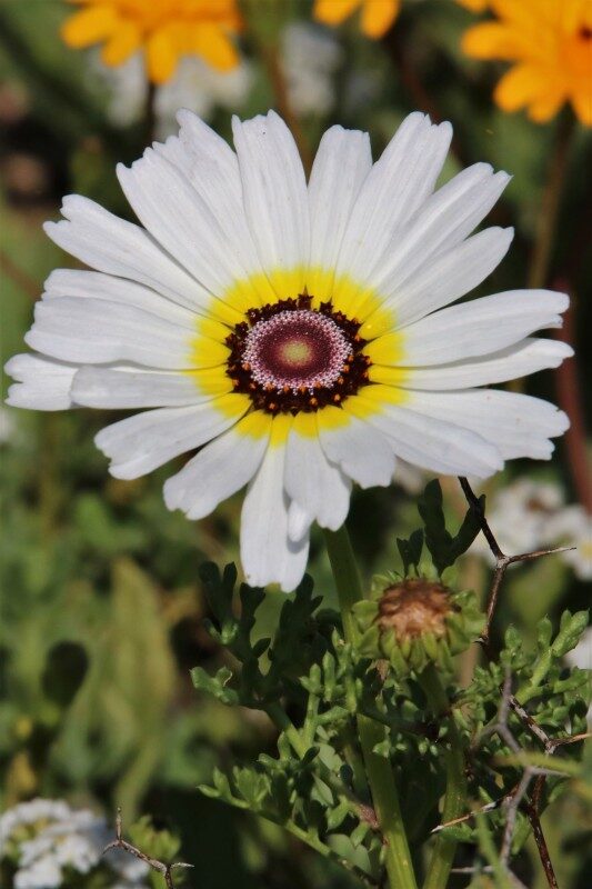 Chrysanthemum carinatum (Tricolor Chrysanthemum) — photo