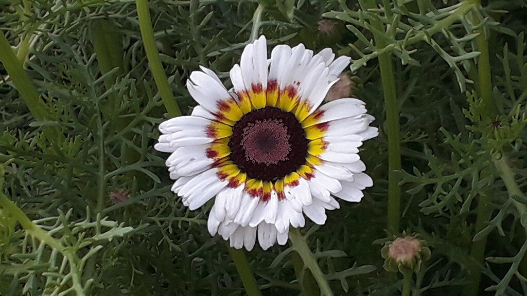 Chrysanthemum carinatum